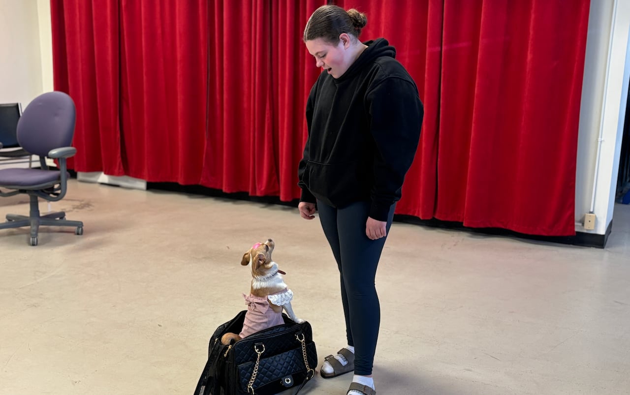 Young girl wears a black sweatsuit and looks down at a Chihuahua wearing a pink dress that is standing inside a black handbag