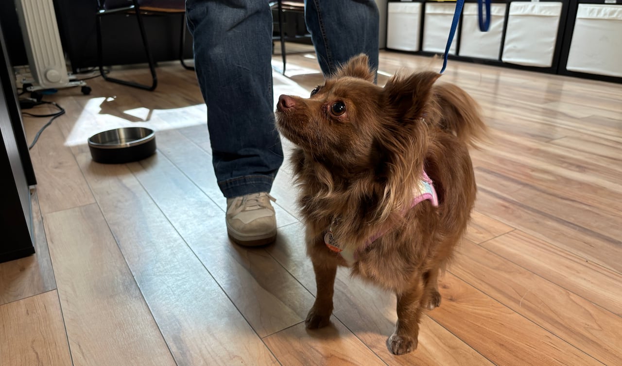 A fluffy brown Chihuahua-Pomeranian mix dog stands on a hardwood floor