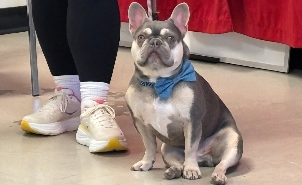 A grey and cream coloured French bulldog wears a blue bowtie and sits on a concrete floor