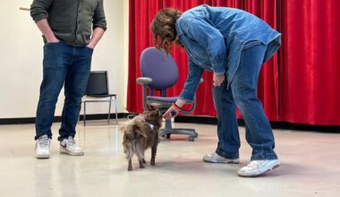 Winnipeg pups hope to wag their way into a role in local Legally Blonde production