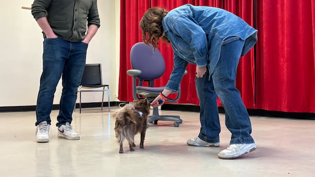 Winnipeg pups hope to wag their way into a role in local Legally Blonde production