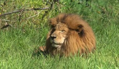 Boomer, the African lion who escaped nearly 20 years ago, dies at B.C. zoo