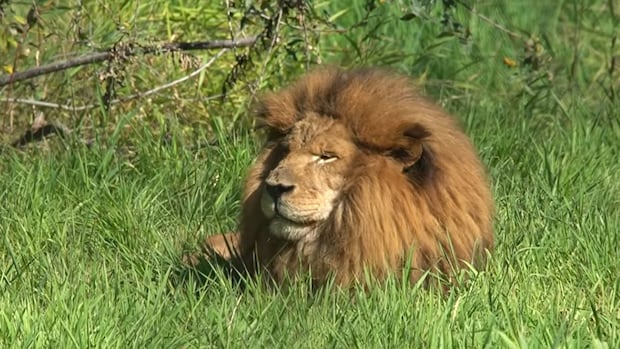 Boomer, the African lion who escaped nearly 20 years ago, dies at B.C. zoo