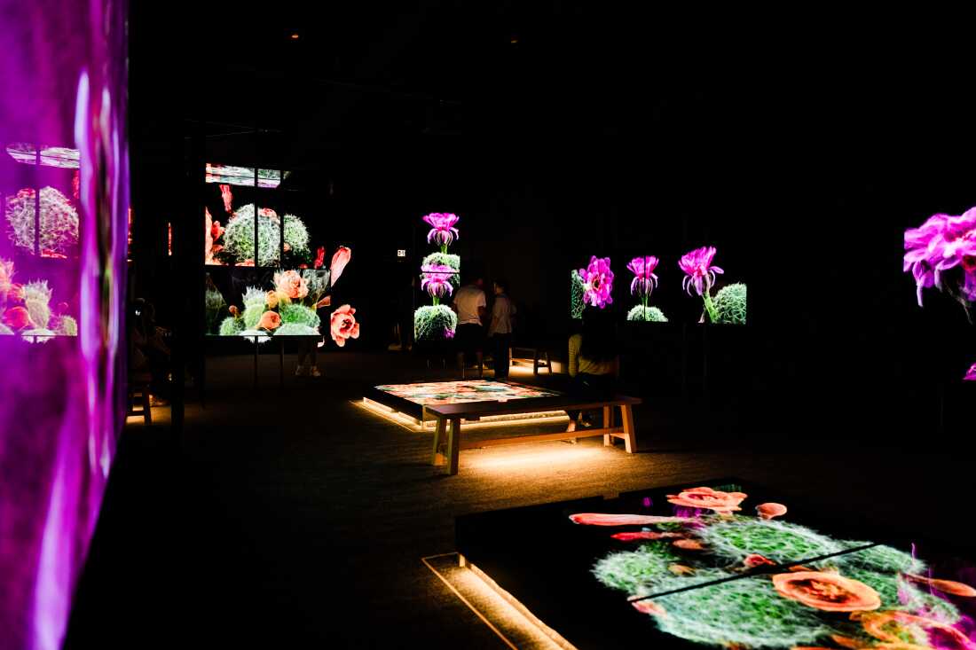 The RAF Exhibit Gallery hosts an immersive with mutliple screens showing FRAMERATE: Desert Pulse on April 14, 2026 at Desert Botanical Garden in Phoenix, Arizona.