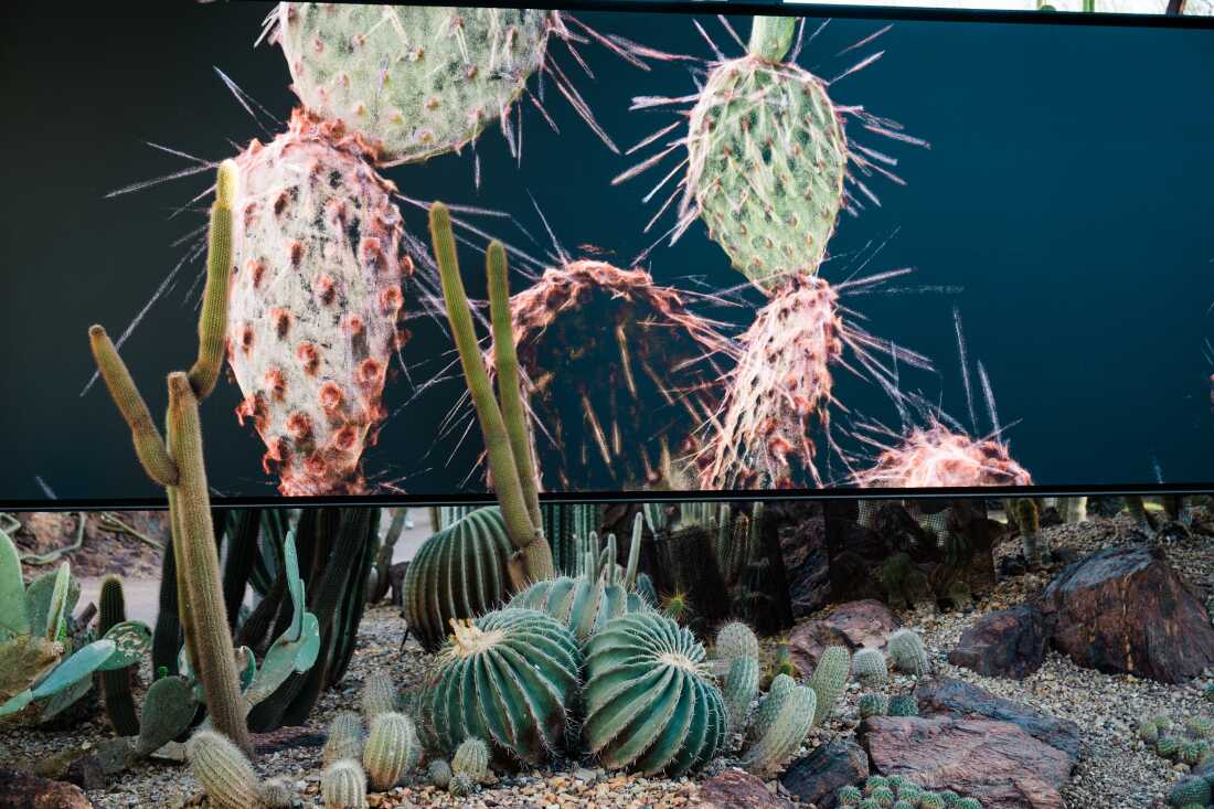 Calyx from FRAMERATE: Desert Pulse, in which cactus blooms are captured on April 14, 2026 at Desert Botanical Garden in Phoenix, Arizona.