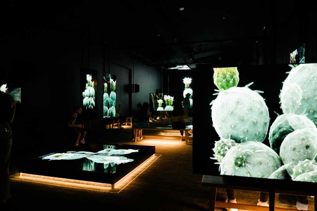The RAF Exhibit Gallery hosts an immersive with mutliple screens showing FRAMERATE: Desert Pulse on April 14, 2026 at Desert Botanical Garden in Phoenix, Arizona.