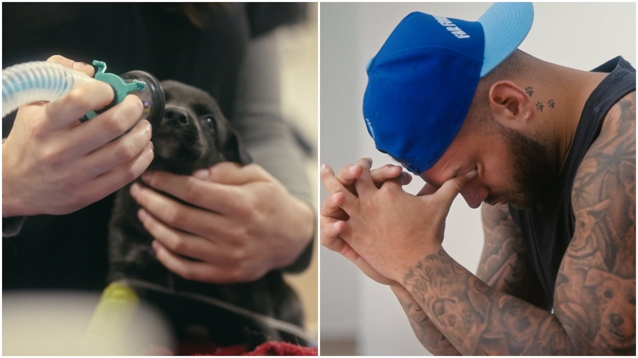 Composite photo (L) A puppy with an oxygen mask. (R) A young tattooed man holds his head in his hands.
