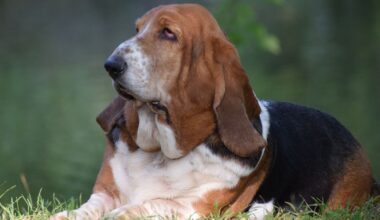 Family offers £60k salary for 'live-in dog companion' at luxe private estate