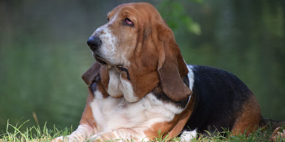 Family offers £60k salary for 'live-in dog companion' at luxe private estate