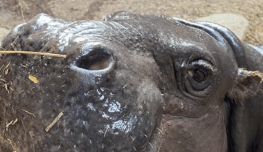 Toronto Zoo’s Pygmy hippo expecting second baby