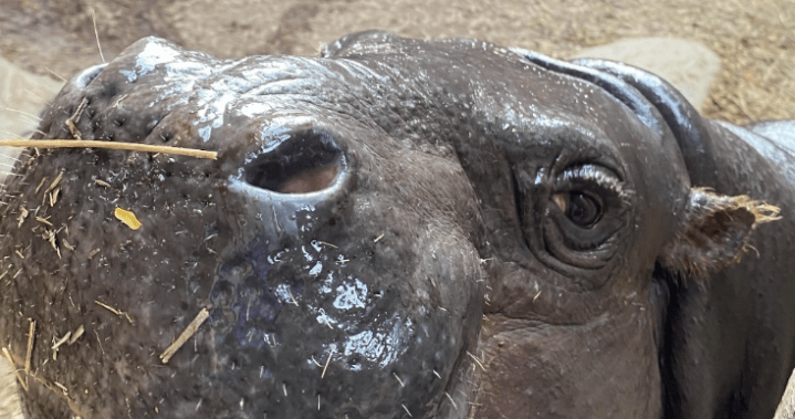 Toronto Zoo’s Pygmy hippo expecting second baby