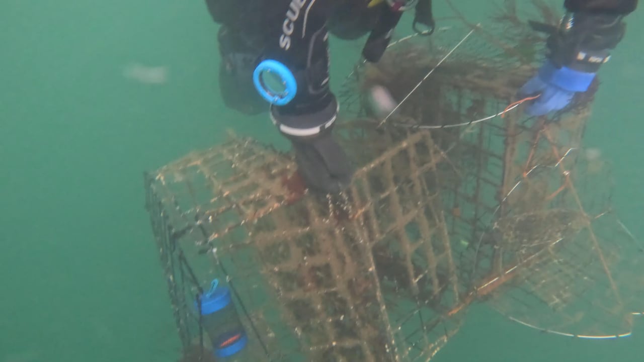 A diver is seen under water pulling a rusted crab trap.