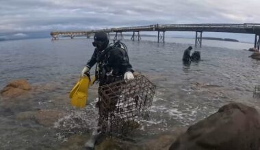 Scuba divers clear Vancouver Island pier of abandoned fishing, crabbing gear