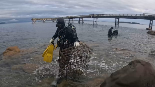 Scuba divers clear Vancouver Island pier of abandoned fishing, crabbing gear