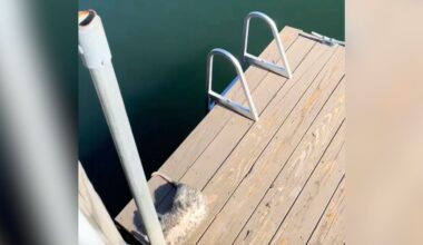 Woman Hears Dogs Barking At Dock — And Finds Wild Animal Who Shouldn't Be There