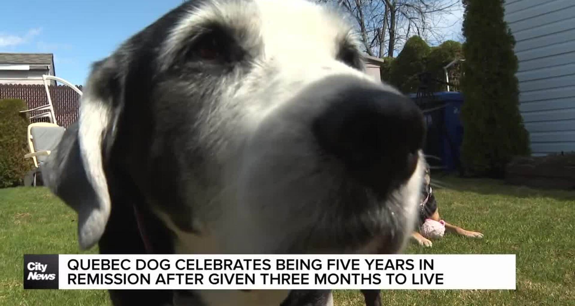 Quebec dog celebrates five years of remission