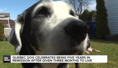 Quebec dog celebrates five years of remission