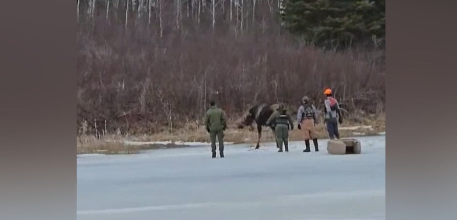 Four people watch a moose as it stands up.