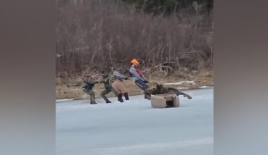 'Very dangerous' rescue for moose that fell through thin ice on southeast Manitoba river
