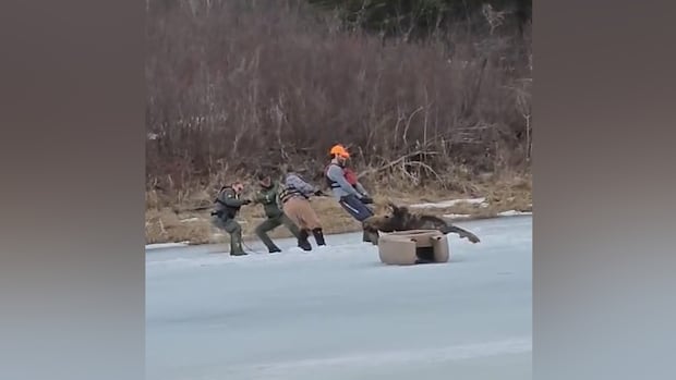 'Very dangerous' rescue for moose that fell through thin ice on southeast Manitoba river