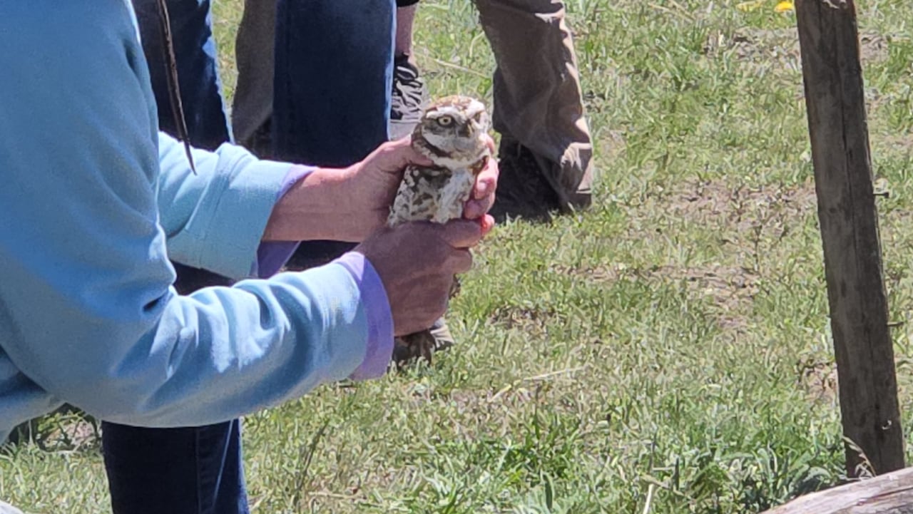A burrowed owl is held in two hands.
