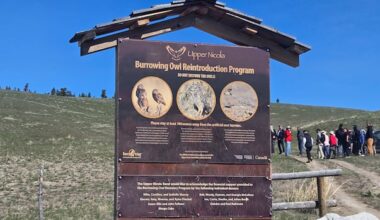 First Nation in B.C. marks 10 years of burrowing owl conservation efforts