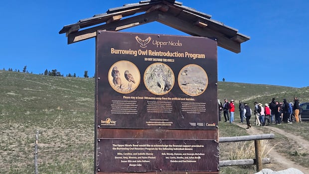 First Nation in B.C. marks 10 years of burrowing owl conservation efforts