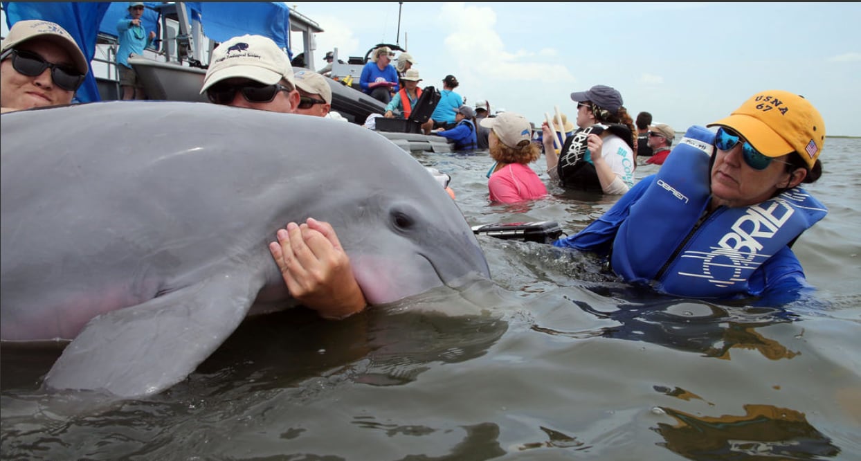 People are in the water holding up a sick looking dolphin as they assess its health.
