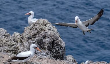 Apr 25: Seabird poop does whaaat? And more…
