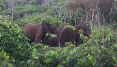 Millionaire big-game hunter dies after being trampled by elephants