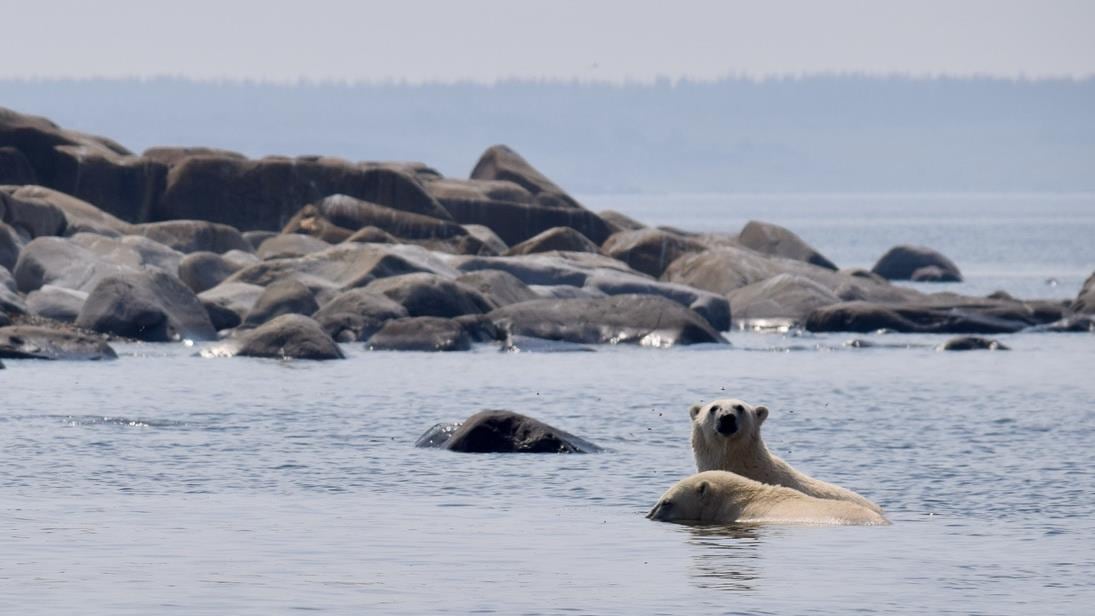 Two polar bears in water.