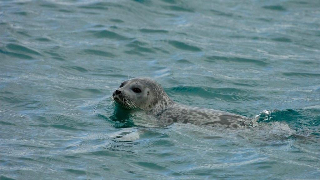 A closeup of a seal in water.