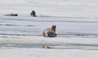 To eat or be eaten? The dilemma facing ringed seals in Hudson Bay