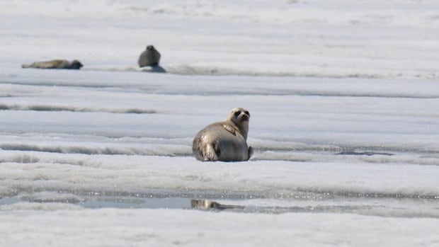 To eat or be eaten? The dilemma facing ringed seals in Hudson Bay