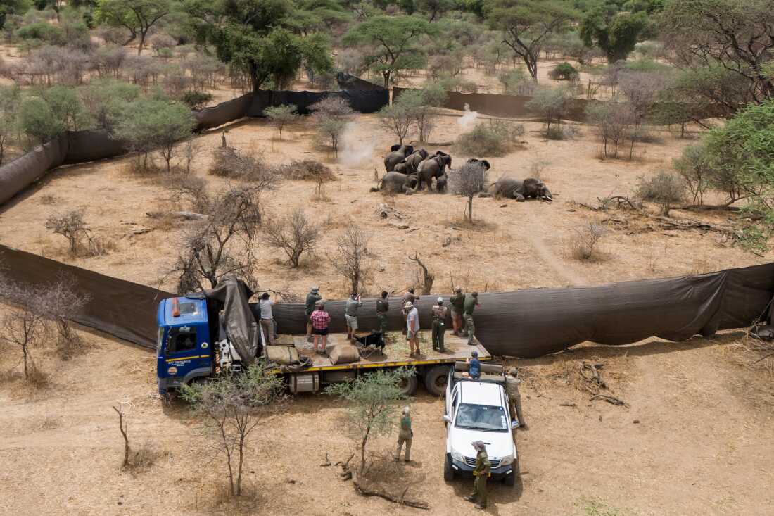 When Giants Fall Professional hunters shoot a family of elephants identified for culling. Sango Wildlife Conservancy, Savé Valley Conservancy, Zimbabwe, 23 October 2025. In 2025, the government of Zimbabwe authorized the culling (killing for the purpose of population control) of 50 elephants in the Savé Valley Conservancy. This decision followed a 2024 cull of 200. Authorities say the growing population has surpassed what the land can sustain, worsening human-wildlife conflict as drought drives elephants searching for food and water into closer contact with people. Wildlife organizations dispute claims of overpopulation and condemn culling. They have raised concerns including the fracturing of elephant social structures, and the trauma inflicted on surviving animals, which could increase aggression toward humans.