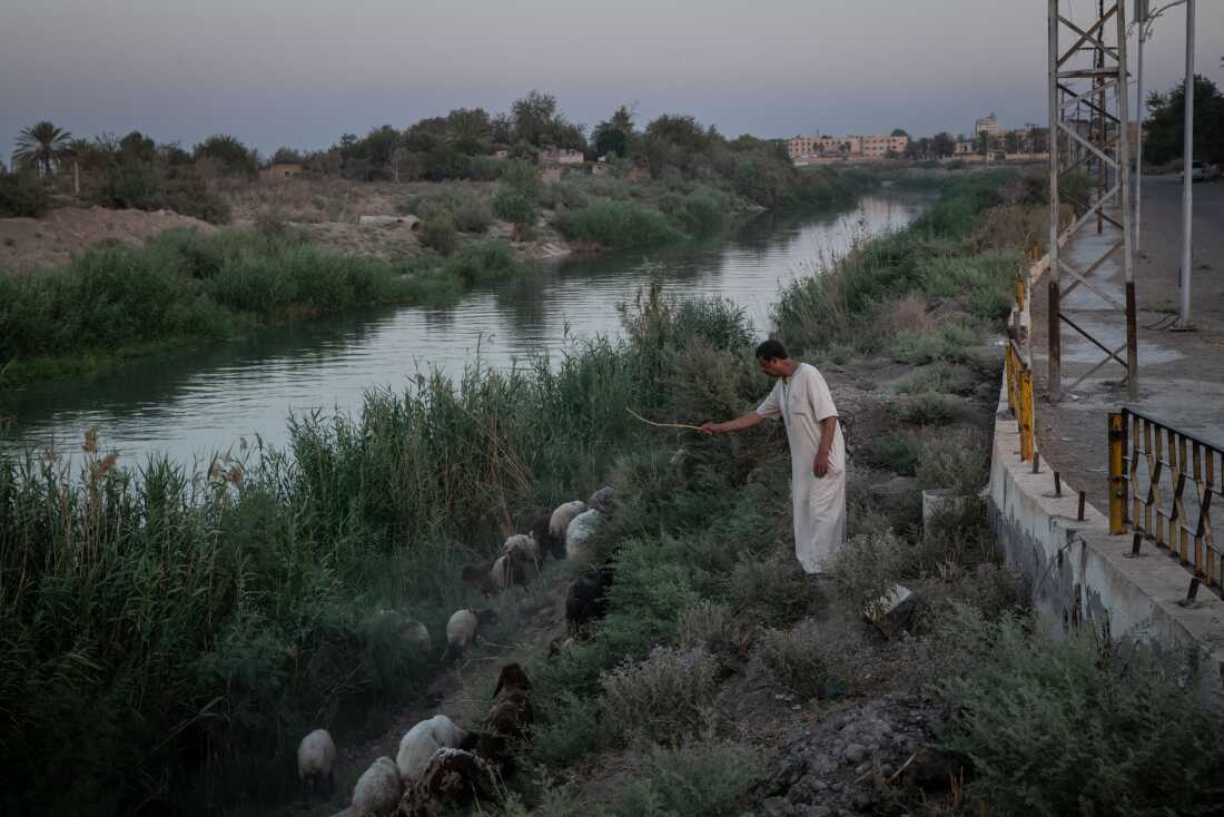 Title: A Syrian City Rebuilds, Still Divided Credit: © Nicole Tung, VII Photo, for The New York Times Caption: A shepherd herds his flock of sheep on the banks of the Euphrates River. The river divides forces loyal to the new Syrian government and the SDF. 21 August 2025 in Deir al-Zour, Syria. Story: Long neglected by the Syrian state and one of the first cities to rise up in the 2011 revolution, Deir al-Zour endured years of siege, bombardment, and successive occupation by government forces, ISIS, and Kurdish-led fighters. The conflict left around 75% of the city’s infrastructure damaged or destroyed. In 2025, the Euphrates River marked a divide; the government controlled one bank, the Kurdish-led Syrian Democratic Forces (SDF) the other, complicating daily movement, trade, and access to services. For those who remained, and those who returned, rebuilding continued regardless.