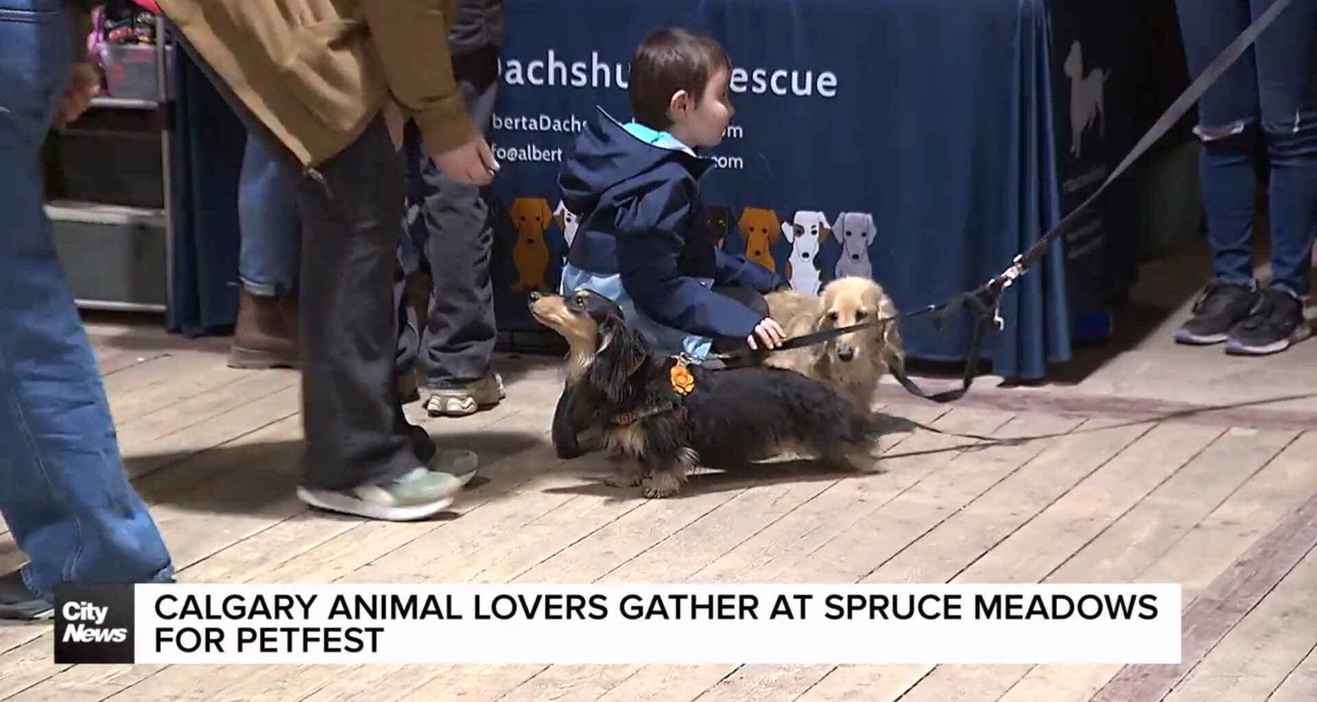 Calgary animal lovers gather at Spruce Meadows for PetFest