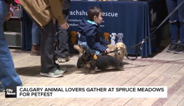 Calgary animal lovers gather at Spruce Meadows for PetFest