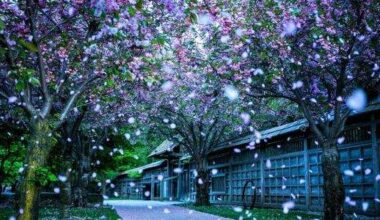 This hidden park near Toronto is a cherry blossom oasis with Japanese bridges and zen gardens