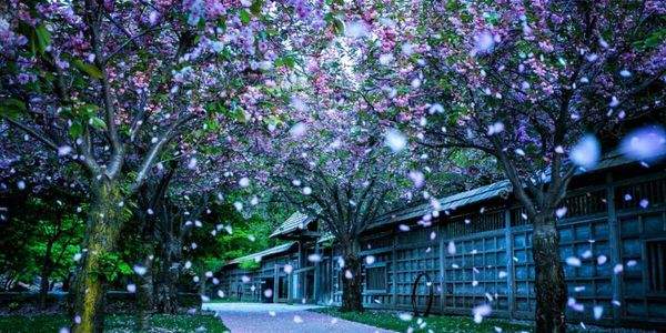 This hidden park near Toronto is a cherry blossom oasis with Japanese bridges and zen gardens