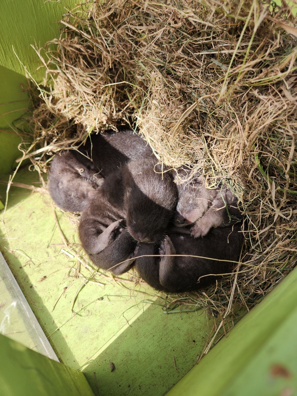 three otter pups