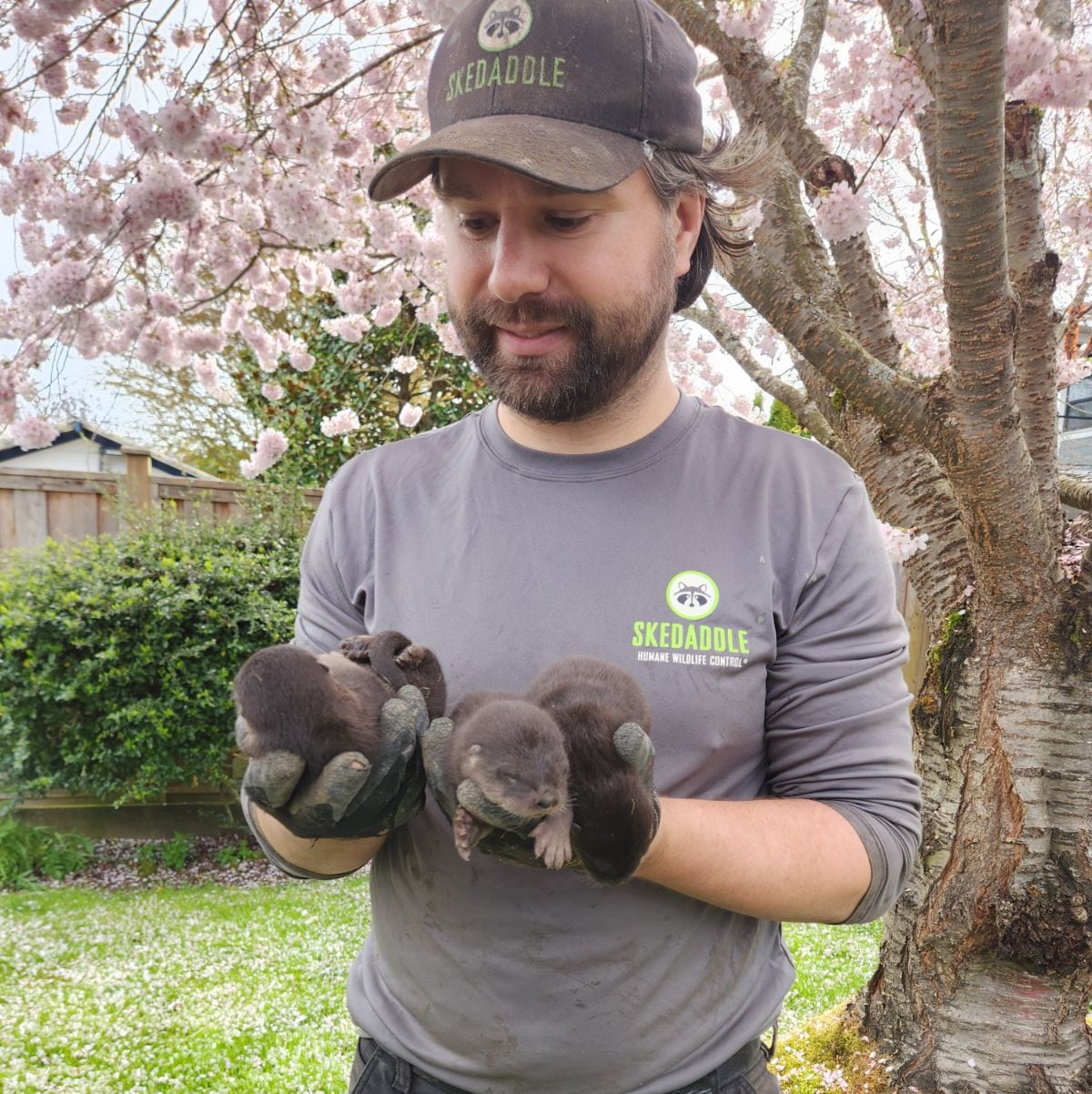 A man holds three little otters