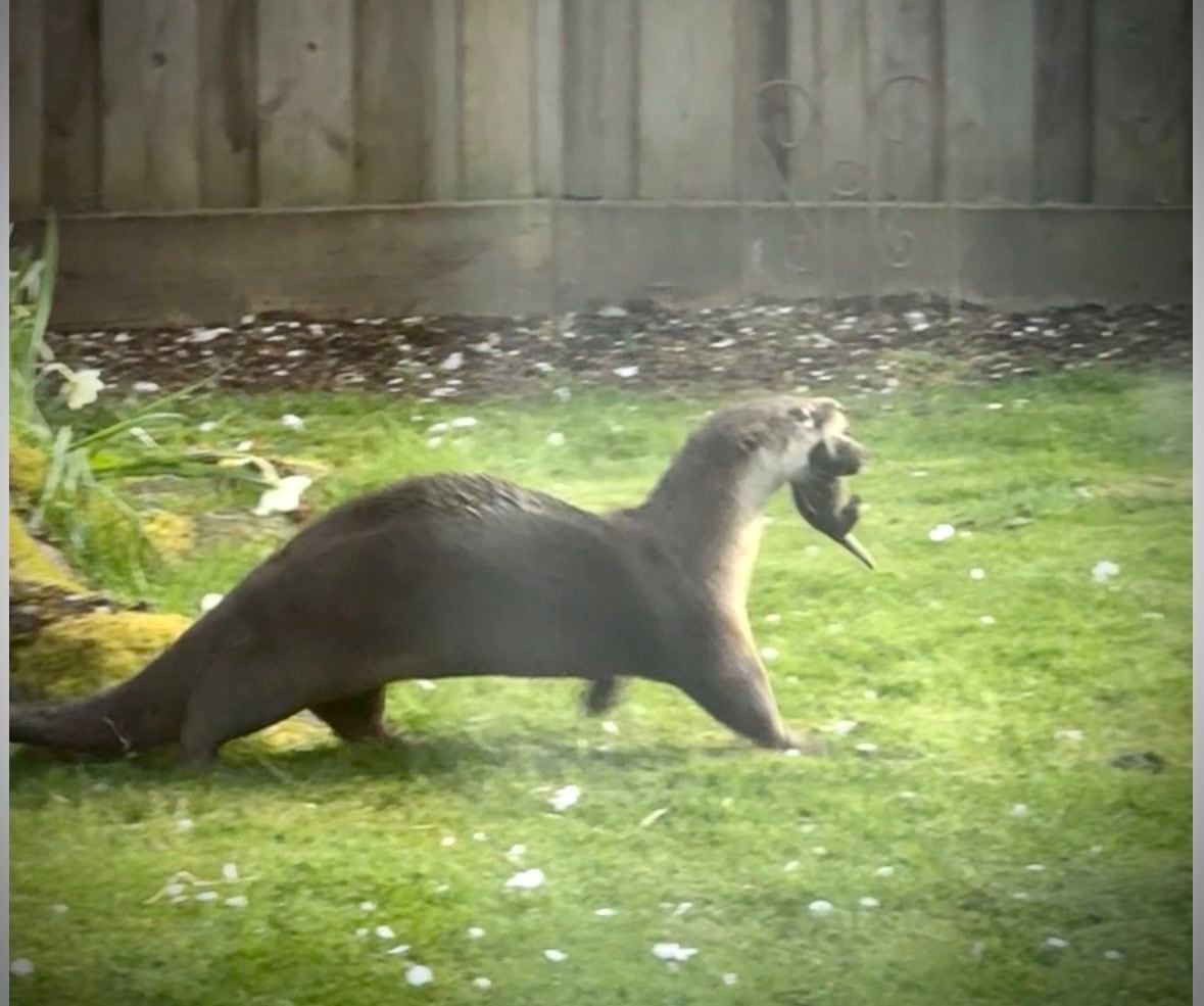 An otter carries its young