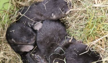 Otterly adorable: River otter pups found hidden under Richmond shed