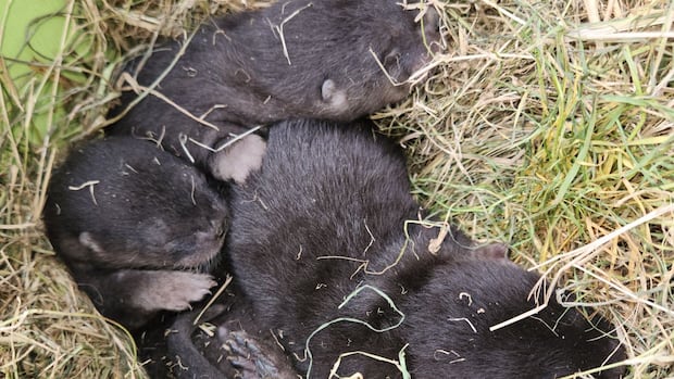Otterly adorable: River otter pups found hidden under Richmond shed