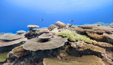 Samsung Galaxy’s Ocean Mode and Coral Reef Initiative Receive International Recognition and Awards – Samsung Newsroom U.K.
