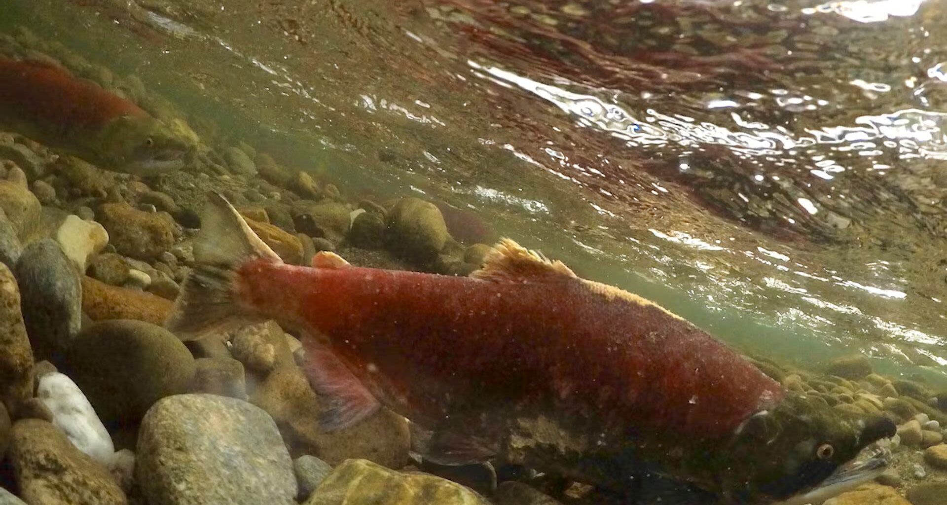 Vancouver Island's low snowpack likely to affect salmon populations: Researchers
