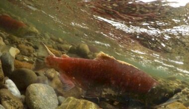 Vancouver Island's low snowpack likely to affect salmon populations: Researchers
