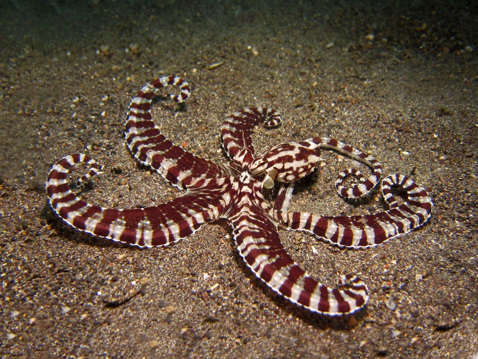 Mimic Octopus