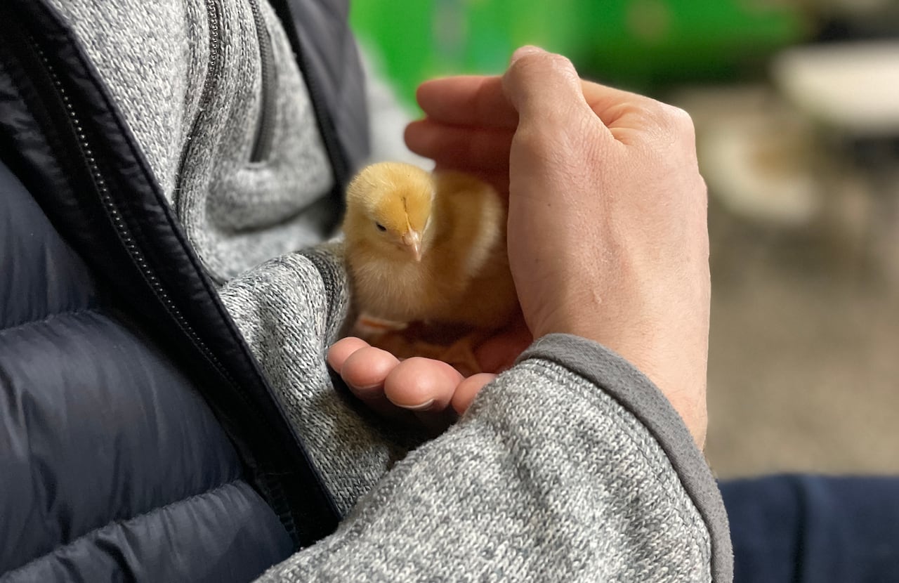 A person hold a chick in their hands.